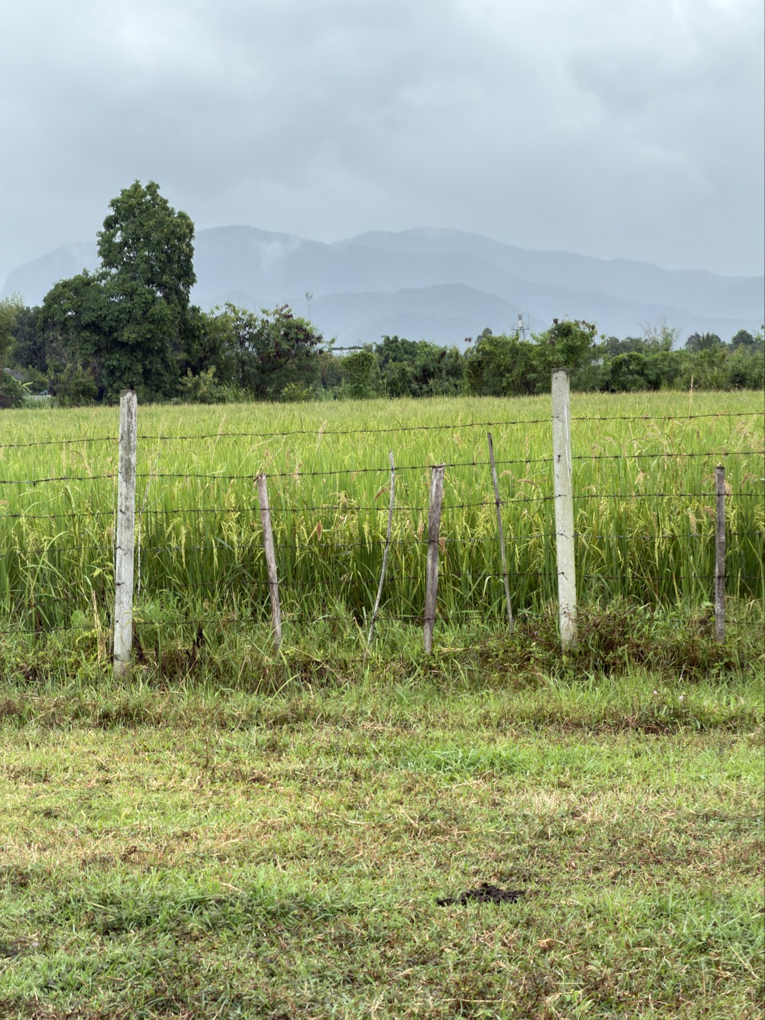 Land for Sale in San Kamphaeng Chiang Mai | 3-3-20 Rai, THB 7.5M photo 4