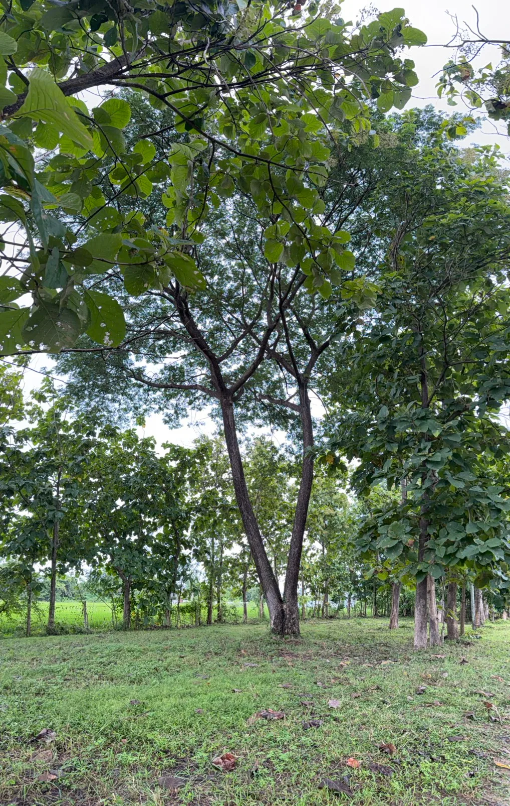 Land for Sale in San Kamphaeng Chiang Mai | 3-3-20 Rai, THB 7.5M photo 2