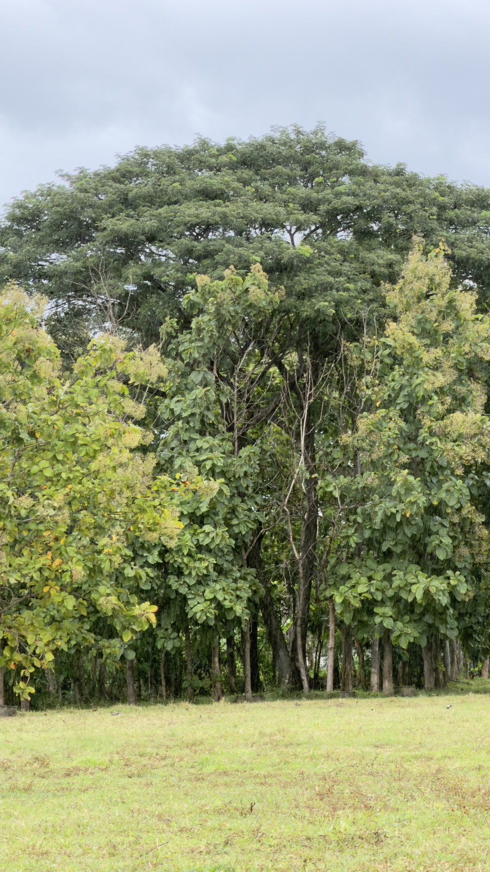 Land for Sale in San Kamphaeng Chiang Mai | 3-3-20 Rai, THB 7.5M photo 7