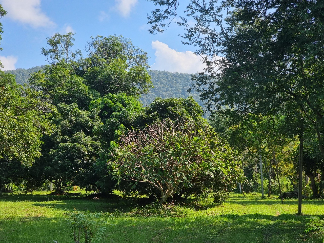 Teak House & Orchard Estate for Sale in Doi Saket Chiang Mai | 7.8 Rai photo 14