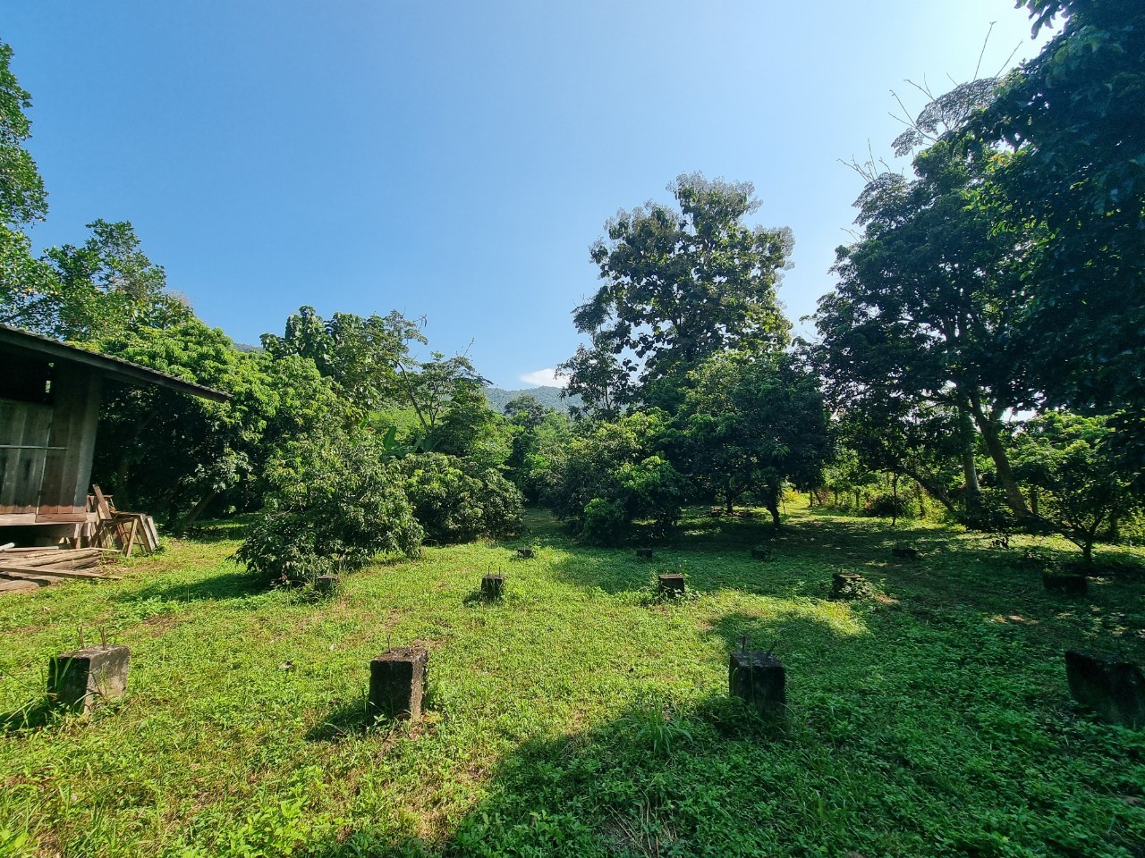 Teak House & Orchard Estate for Sale in Doi Saket Chiang Mai | 7.8 Rai photo 17