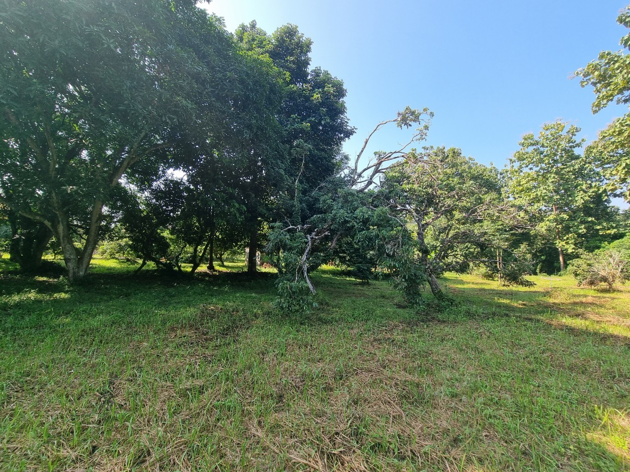 Teak House & Orchard Estate for Sale in Doi Saket Chiang Mai | 7.8 Rai photo 10