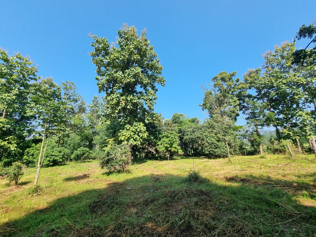 Teak House & Orchard Estate for Sale in Doi Saket Chiang Mai | 7.8 Rai photo 24