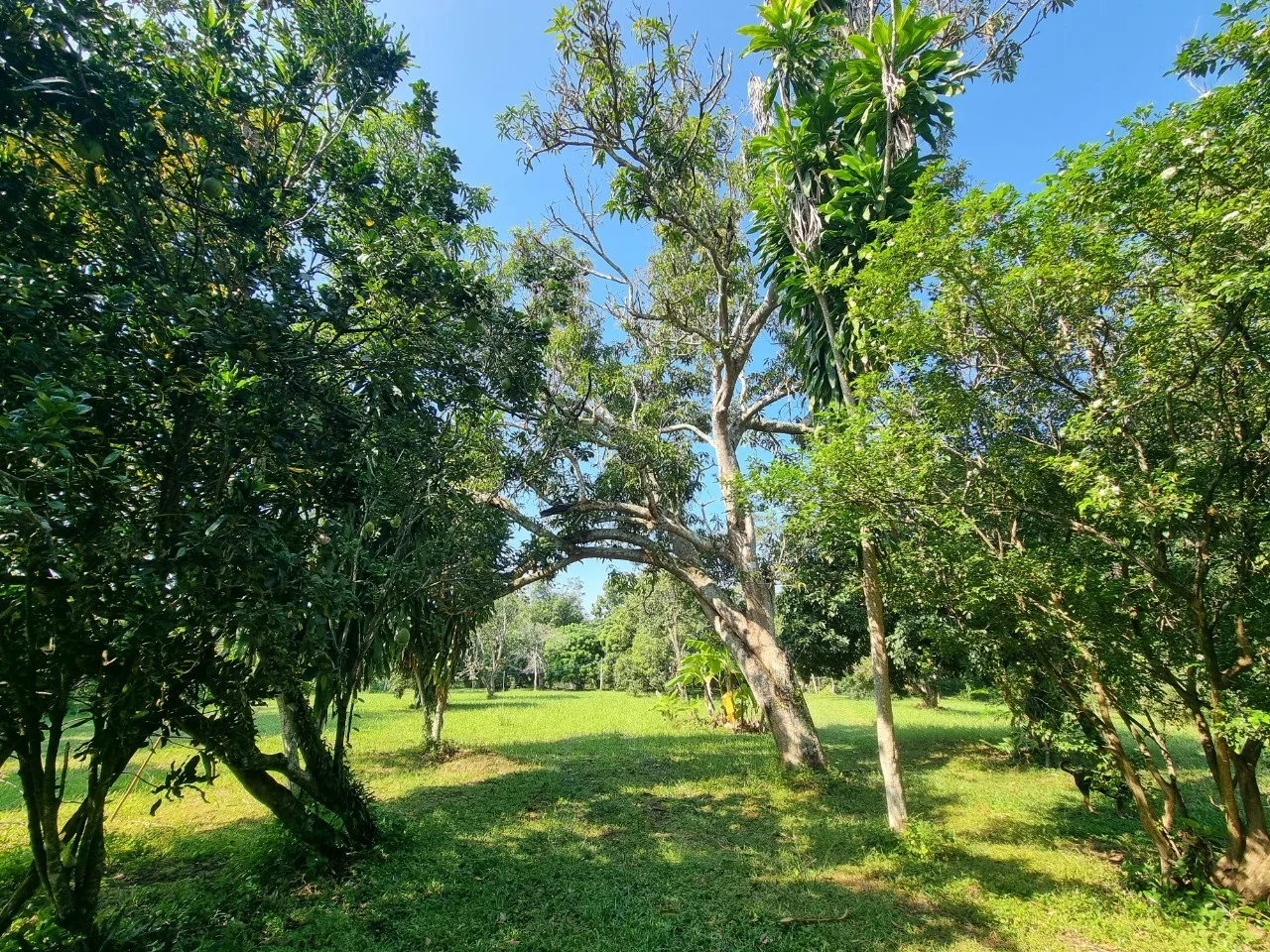 Teak House & Orchard Estate for Sale in Doi Saket Chiang Mai | 7.8 Rai photo 22