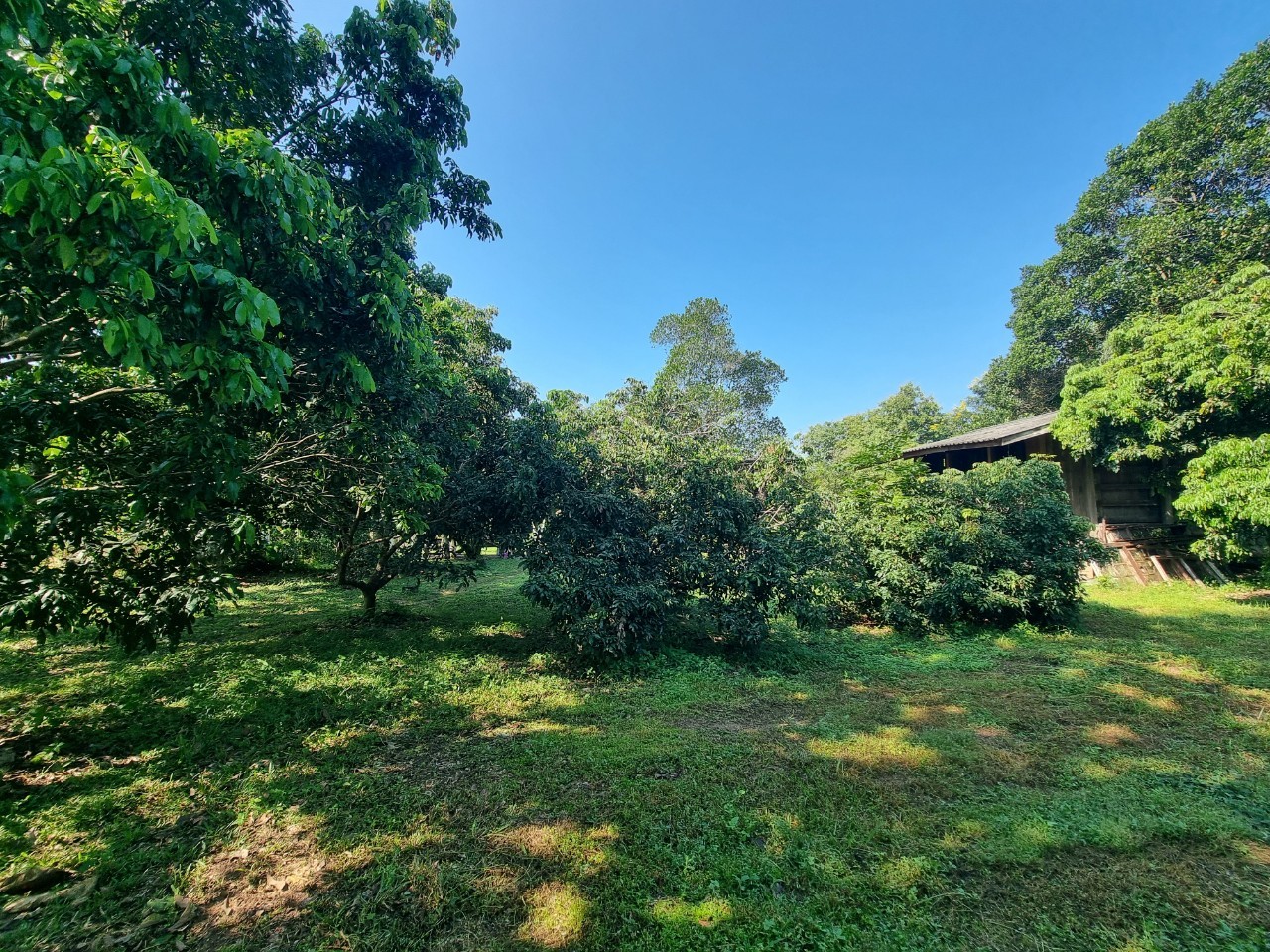Teak House & Orchard Estate for Sale in Doi Saket Chiang Mai | 7.8 Rai photo 8