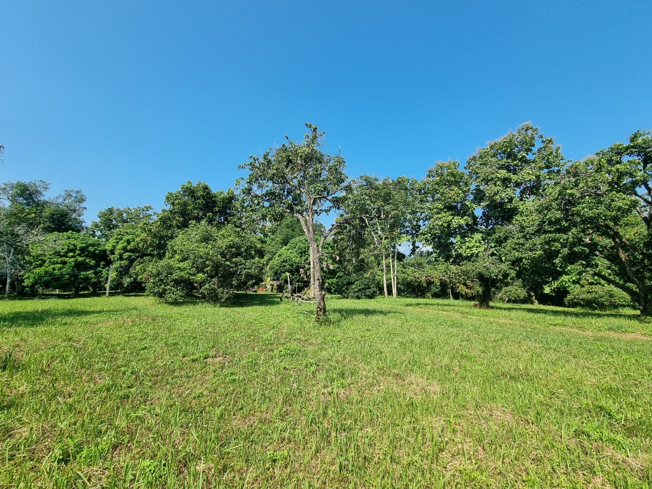 Teak House & Orchard Estate for Sale in Doi Saket Chiang Mai | 7.8 Rai photo 11