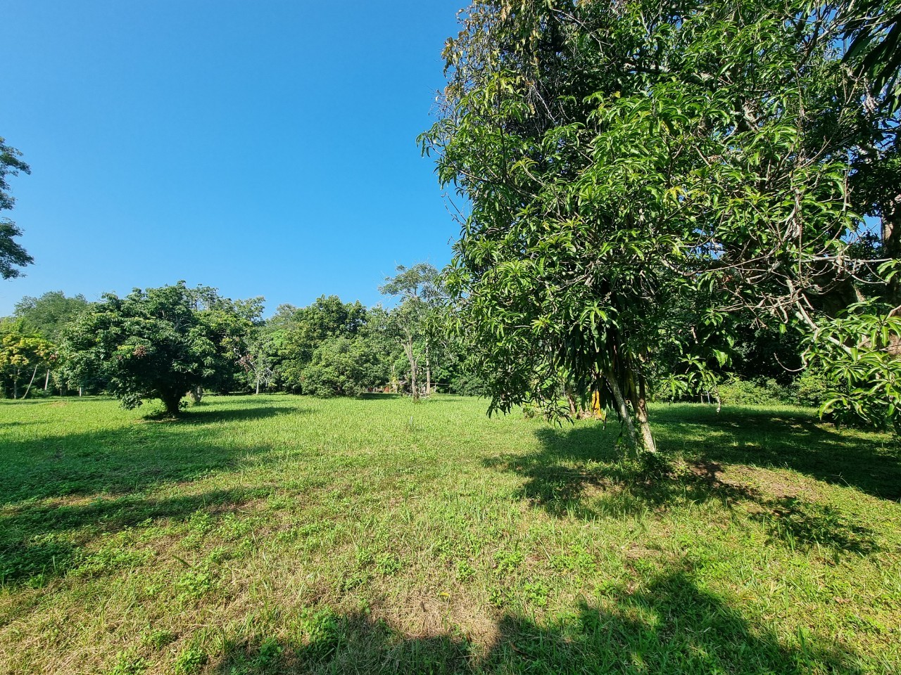 Teak House & Orchard Estate for Sale in Doi Saket Chiang Mai | 7.8 Rai photo 23