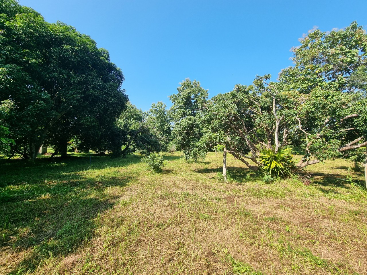 Teak House & Orchard Estate for Sale in Doi Saket Chiang Mai | 7.8 Rai photo 9