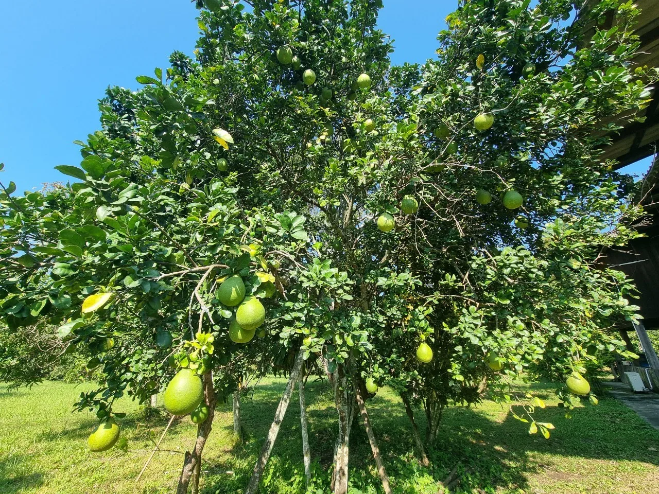 Teak House & Orchard Estate for Sale in Doi Saket Chiang Mai | 7.8 Rai photo 21