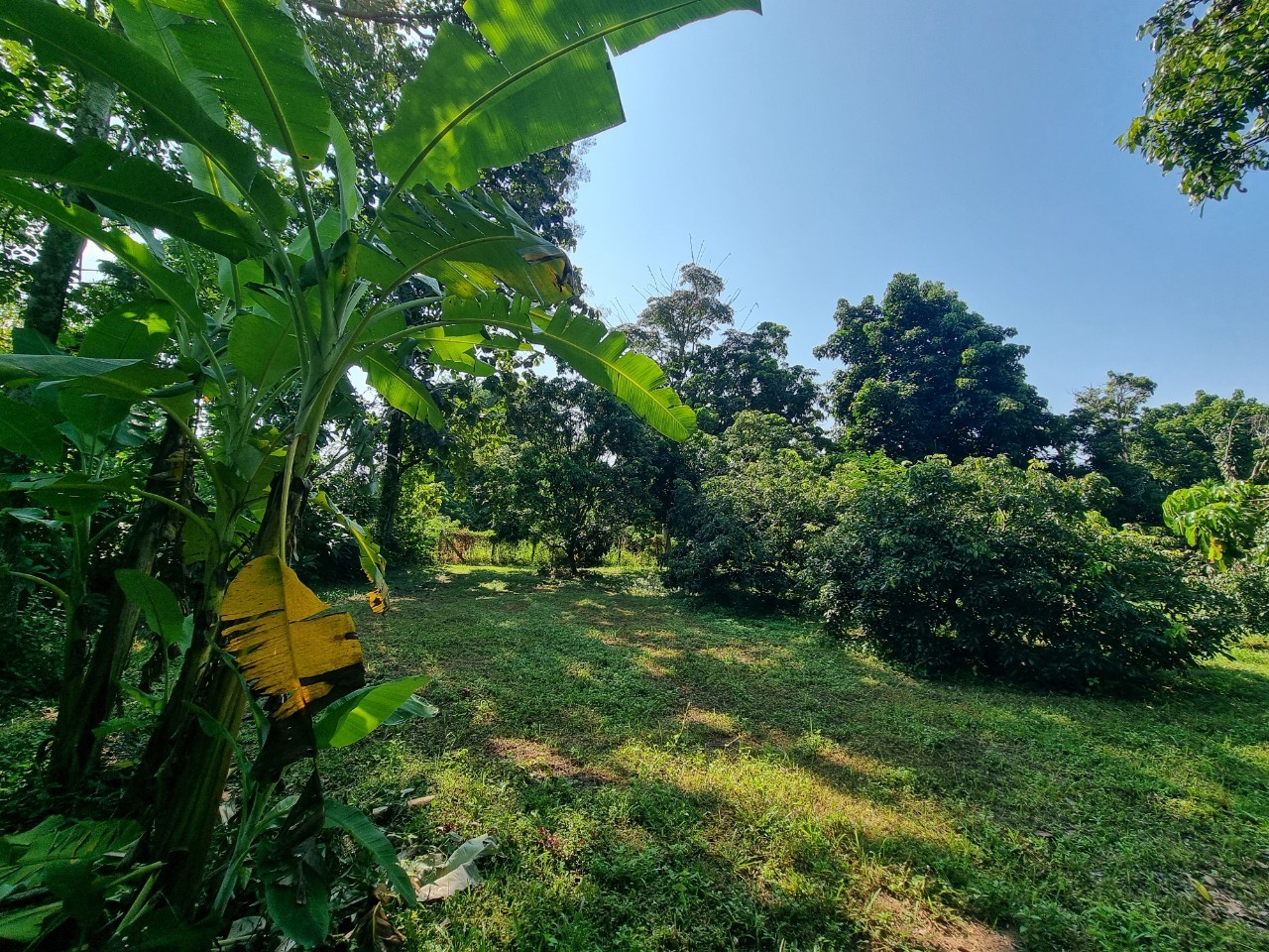 Teak House & Orchard Estate for Sale in Doi Saket Chiang Mai | 7.8 Rai photo 18