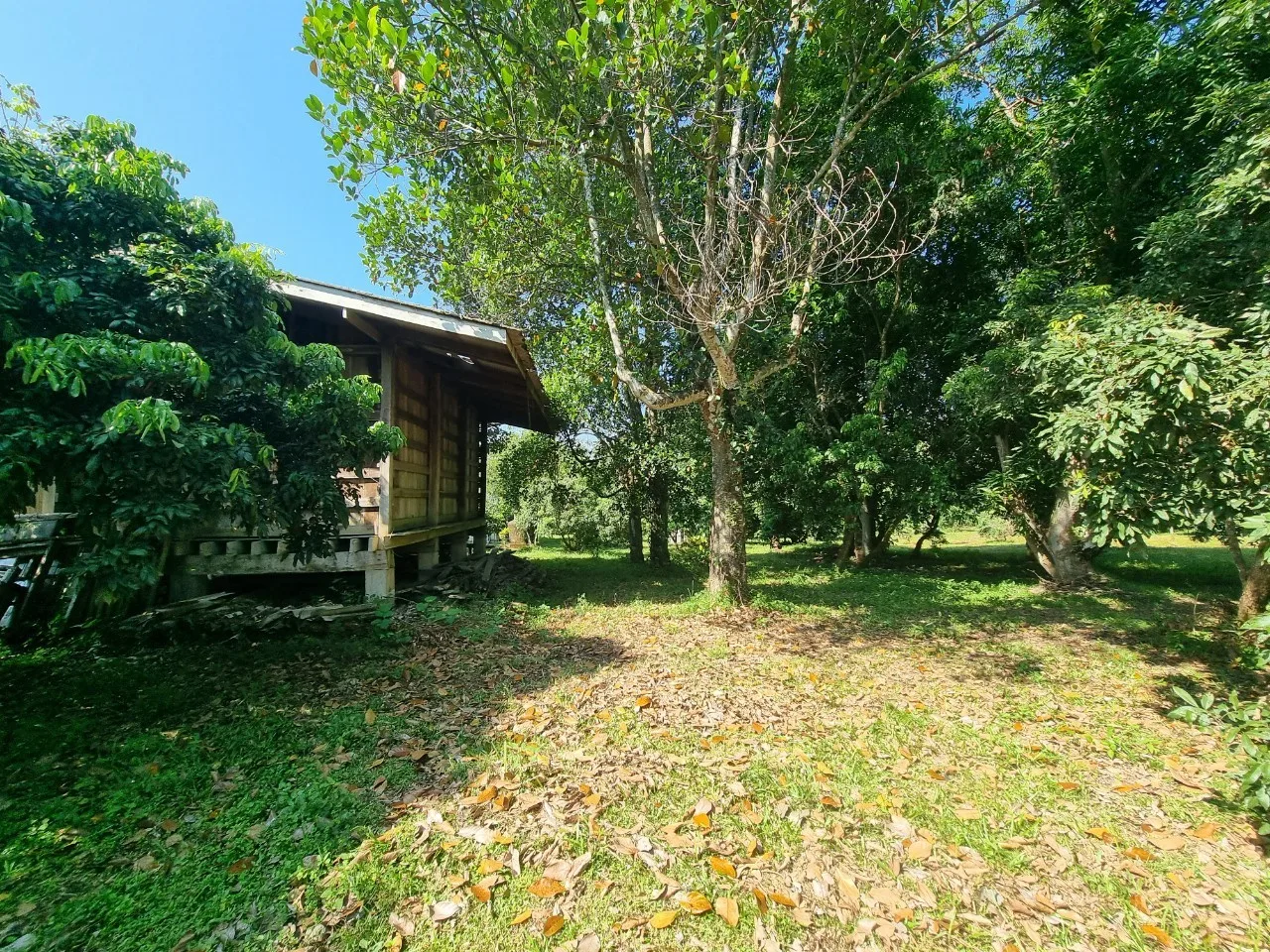 Teak House & Orchard Estate for Sale in Doi Saket Chiang Mai | 7.8 Rai photo 16