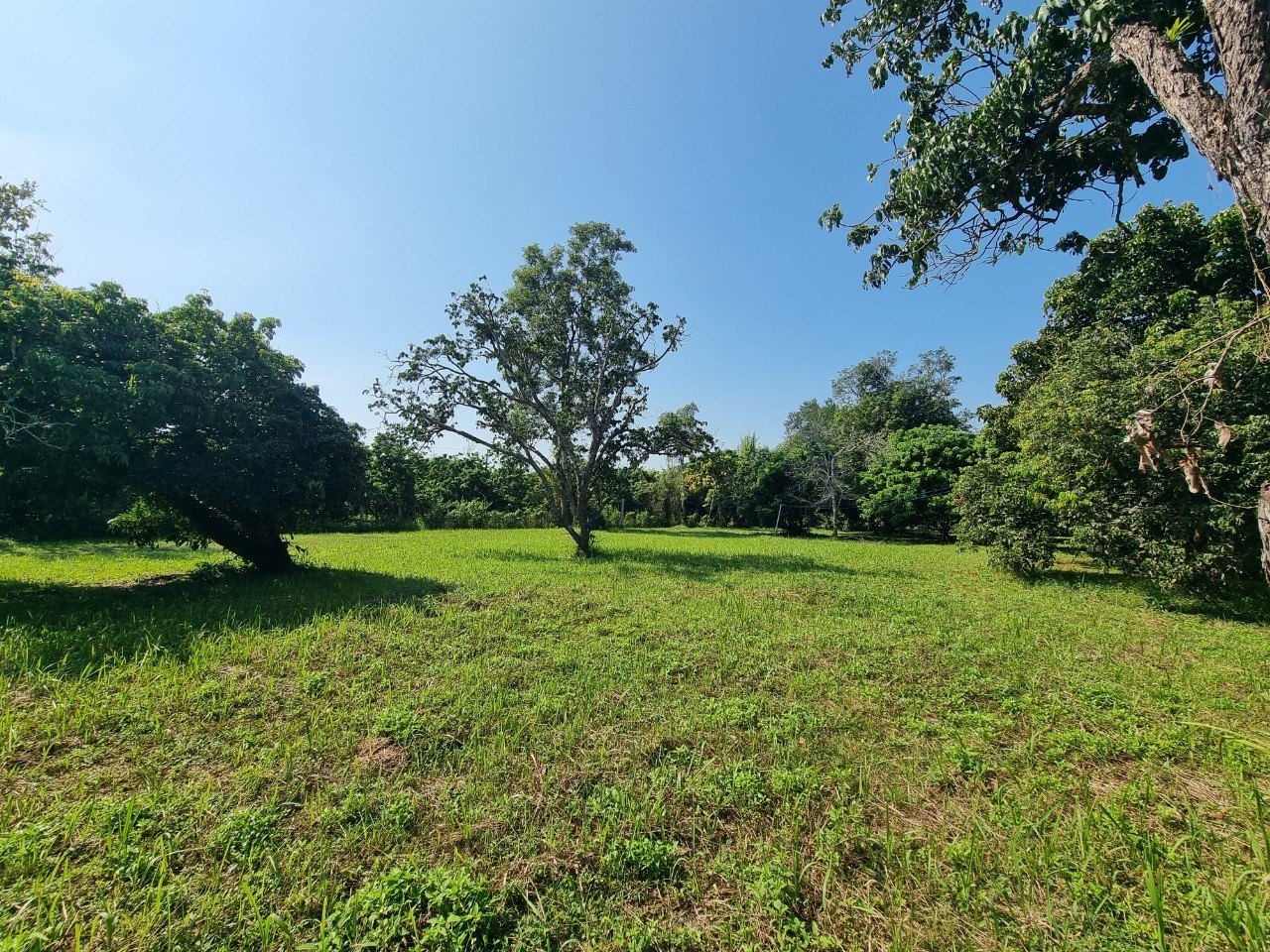 Teak House & Orchard Estate for Sale in Doi Saket Chiang Mai | 7.8 Rai photo 15
