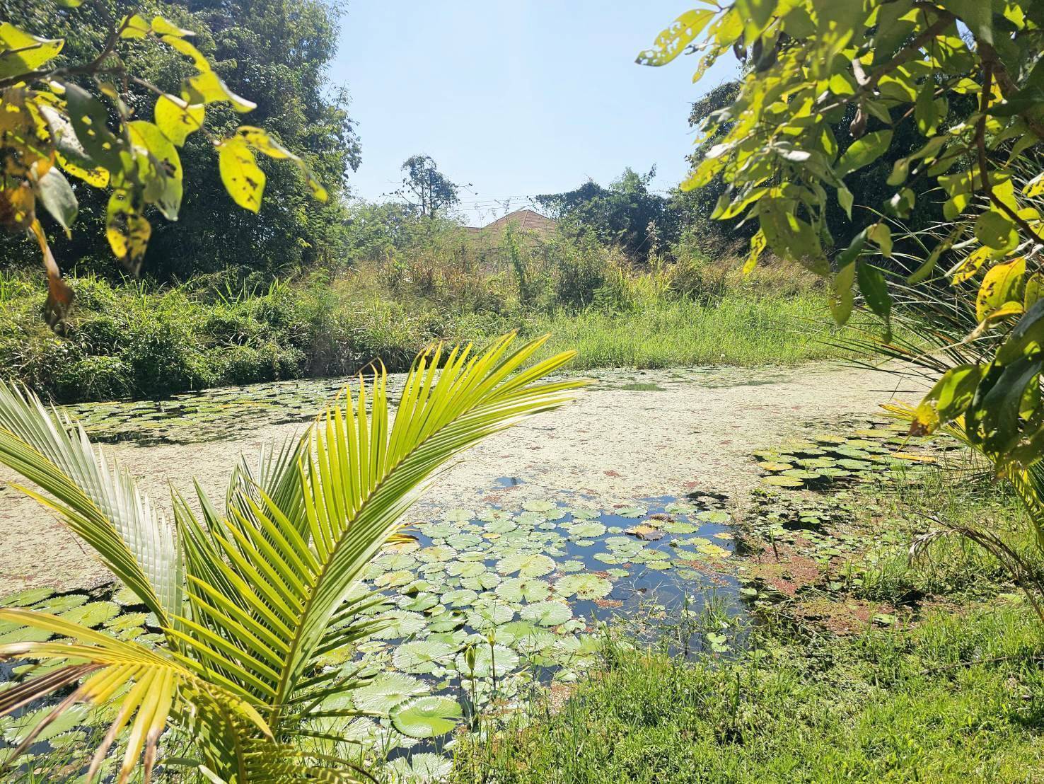 Garden House for Rent in Suthep Chiang Mai | 325 Sq.Wah, THB 27K photo 28
