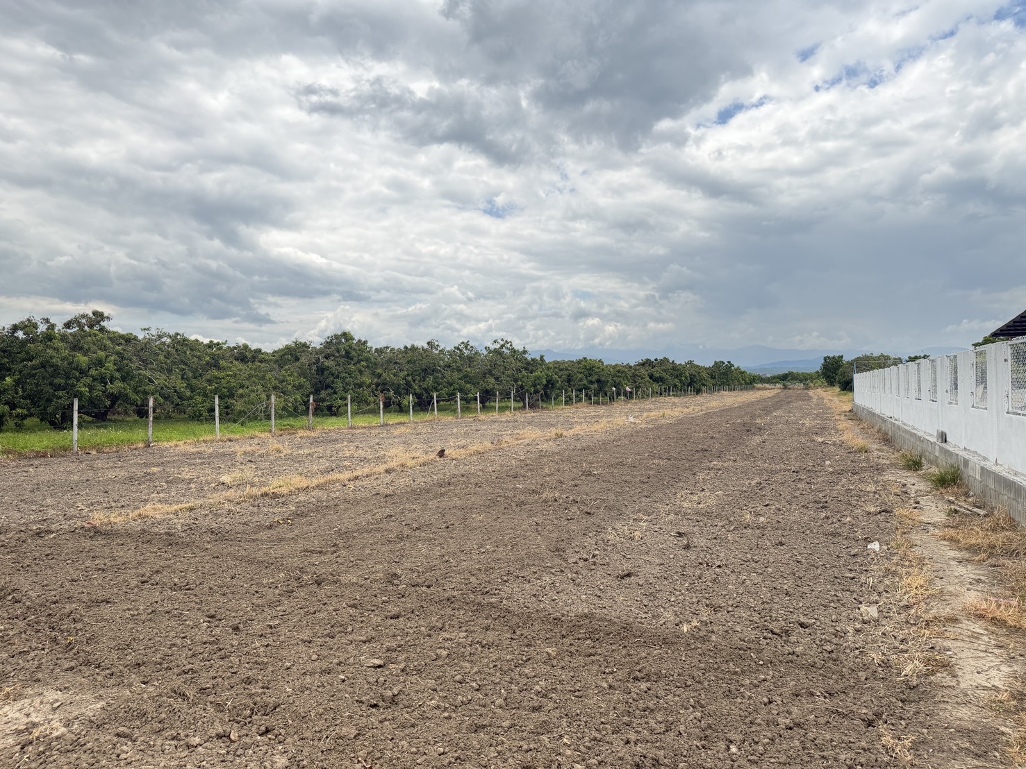 Land for Sale in Song Khwae Doi Lo Chiang Mai | 2.3 Rai, THB 1,850/Sq.Wah photo 3