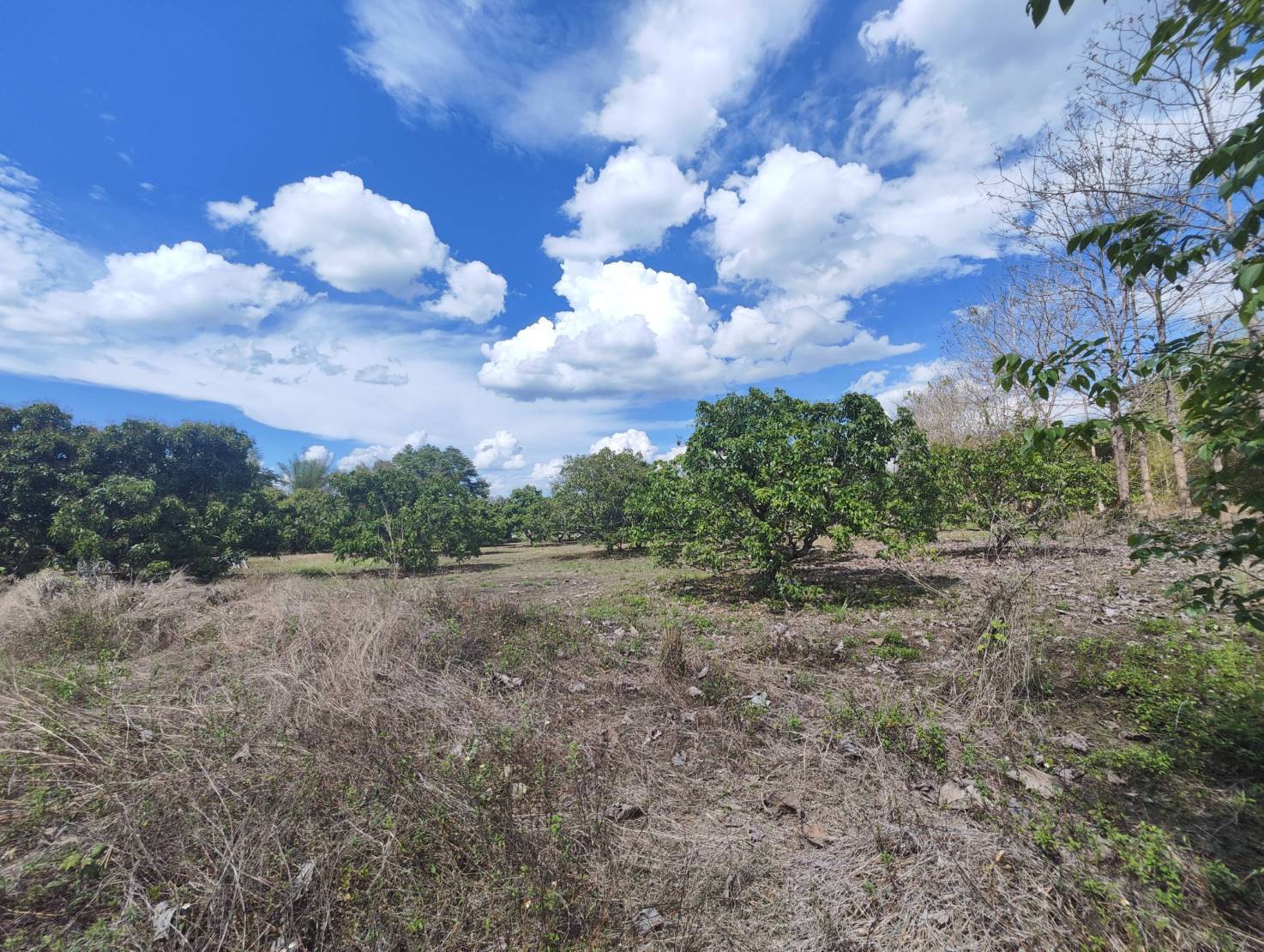 Land for Sale on Highway 106 in Li Lamphun | 6+ Rai THB 13M photo 2