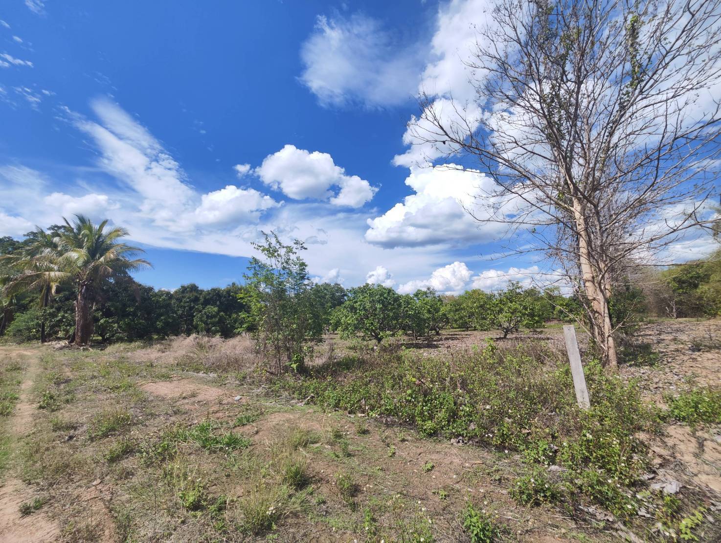 Land for Sale on Highway 106 in Li Lamphun | 6+ Rai THB 13M photo 4