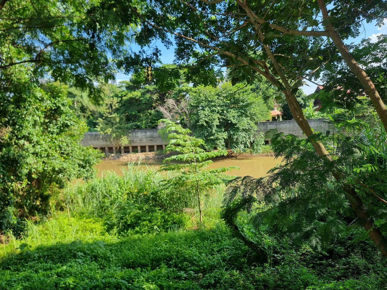 Ping Riverfront Land for Sale in Pa Daet Chiang Mai | 433 Sq.Wah photo 3