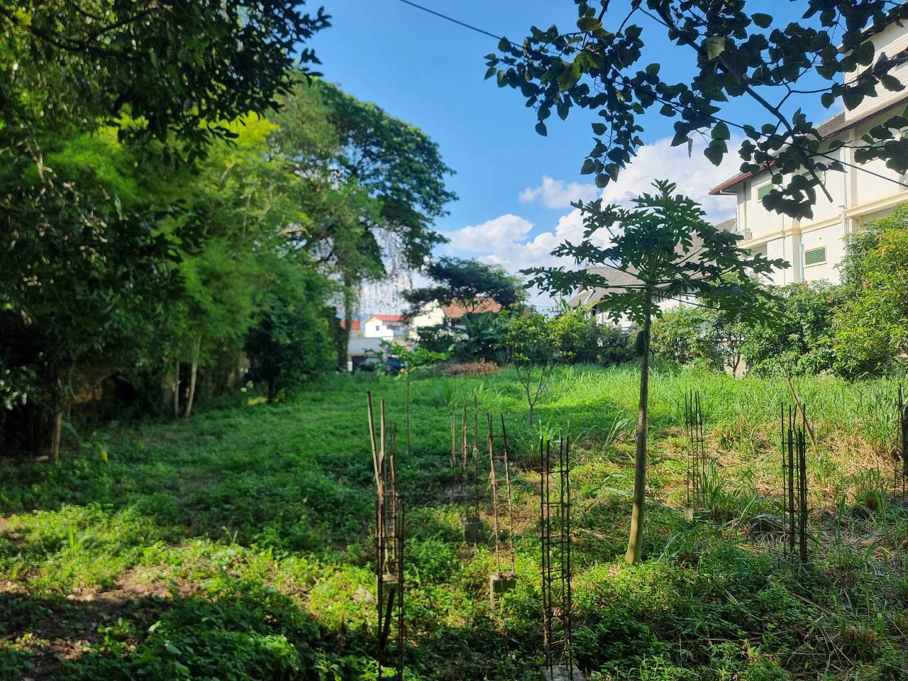 Ping Riverfront Land for Sale in Pa Daet Chiang Mai | 433 Sq.Wah photo 2