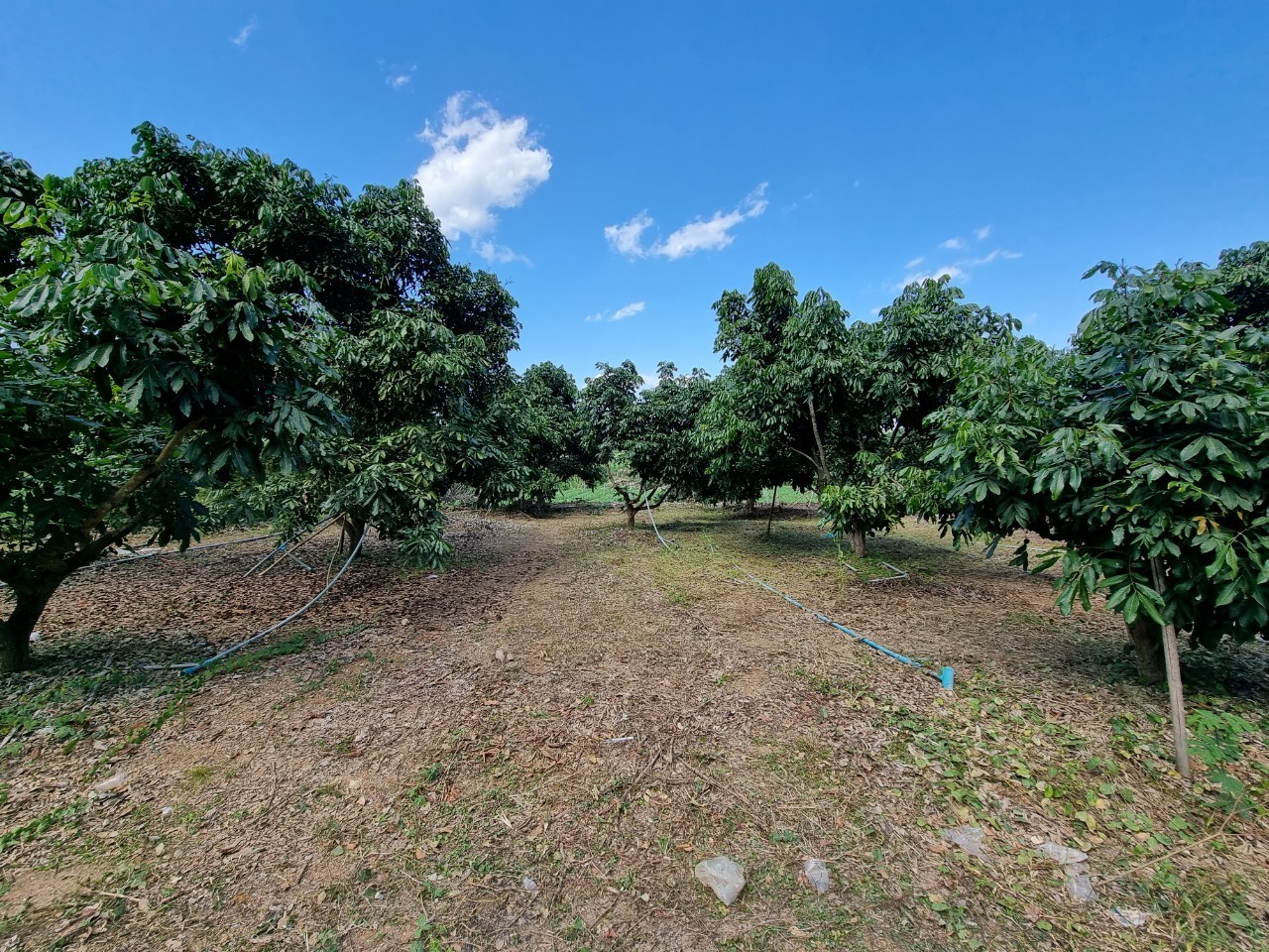 Land for Sale in Chiang Dao with Doi Luang View | THB 1.75M photo 3