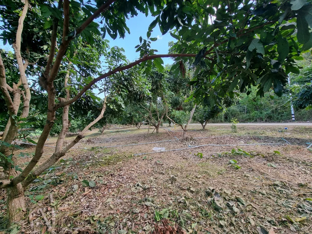 Land for Sale in Chiang Dao with Doi Luang View | THB 1.75M photo 10