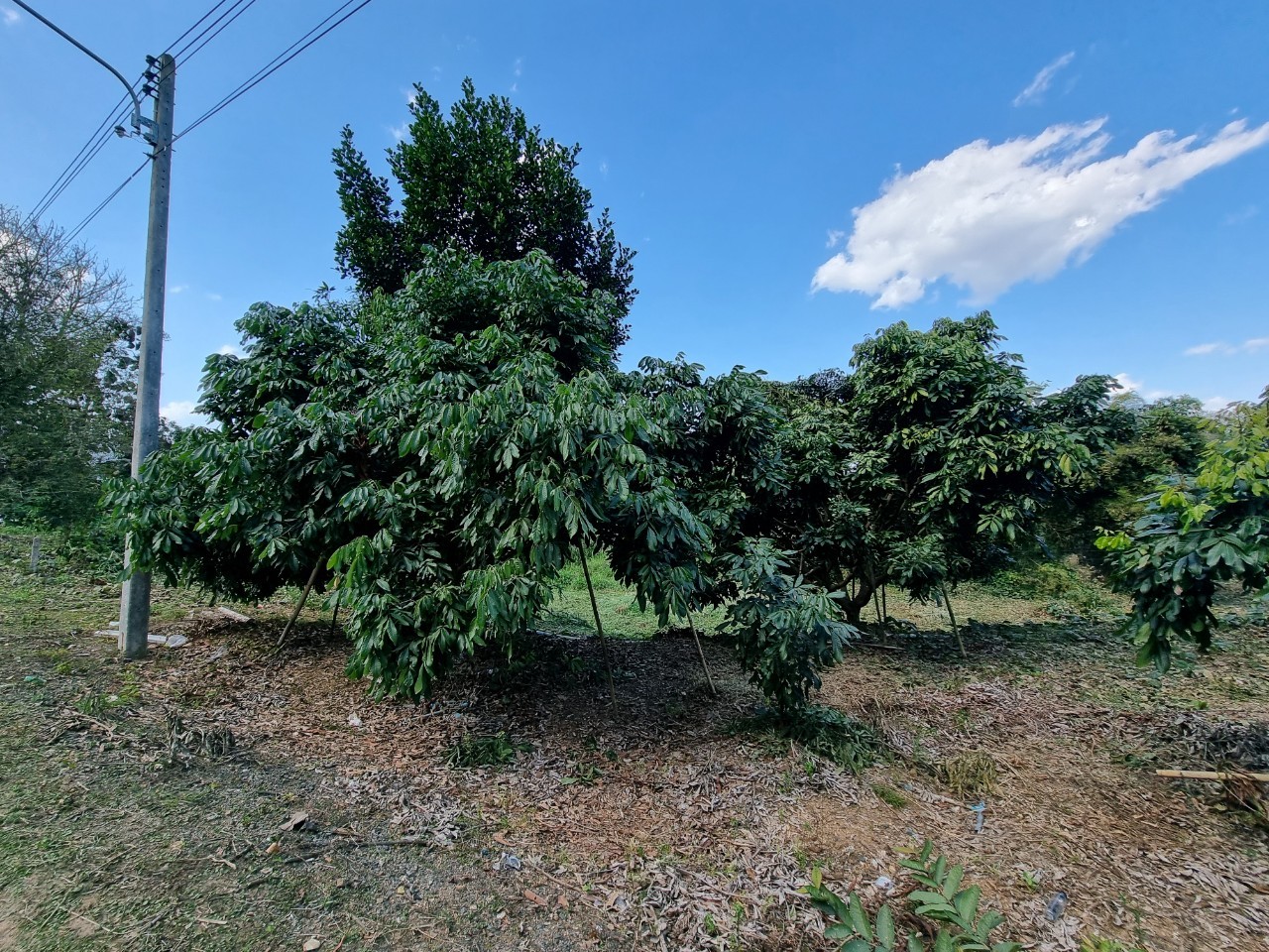 Land for Sale in Chiang Dao with Doi Luang View | THB 1.75M photo 9