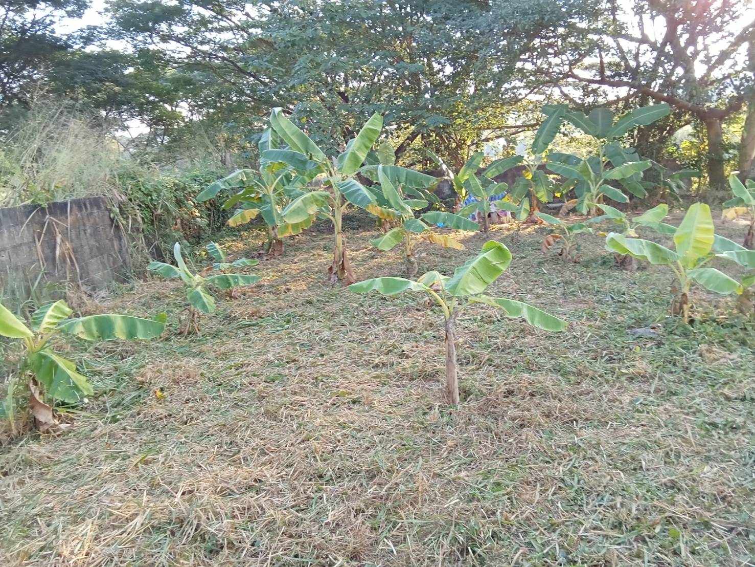 Land for Sale in Pa Daet Chiang Mai | 198 Sq.Wah THB 4.356M photo 4