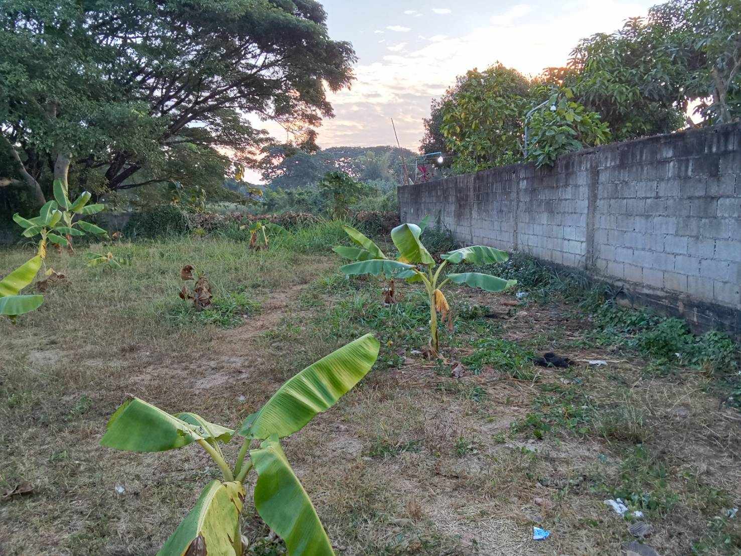 Land for Sale in Pa Daet Chiang Mai | 198 Sq.Wah THB 4.356M photo 3