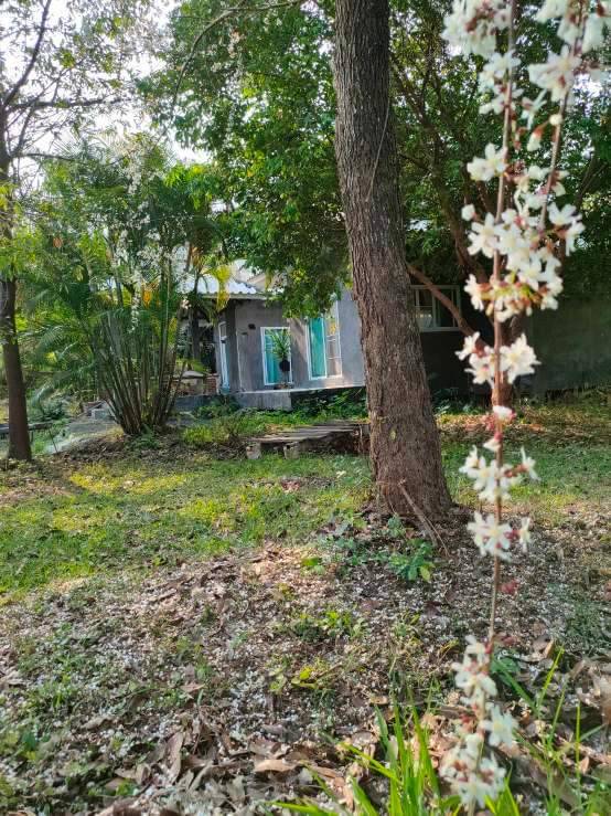 Riverside Estate for Sale in Doi Saket Chiang Mai | 4 Rai THB 9.8M photo 16