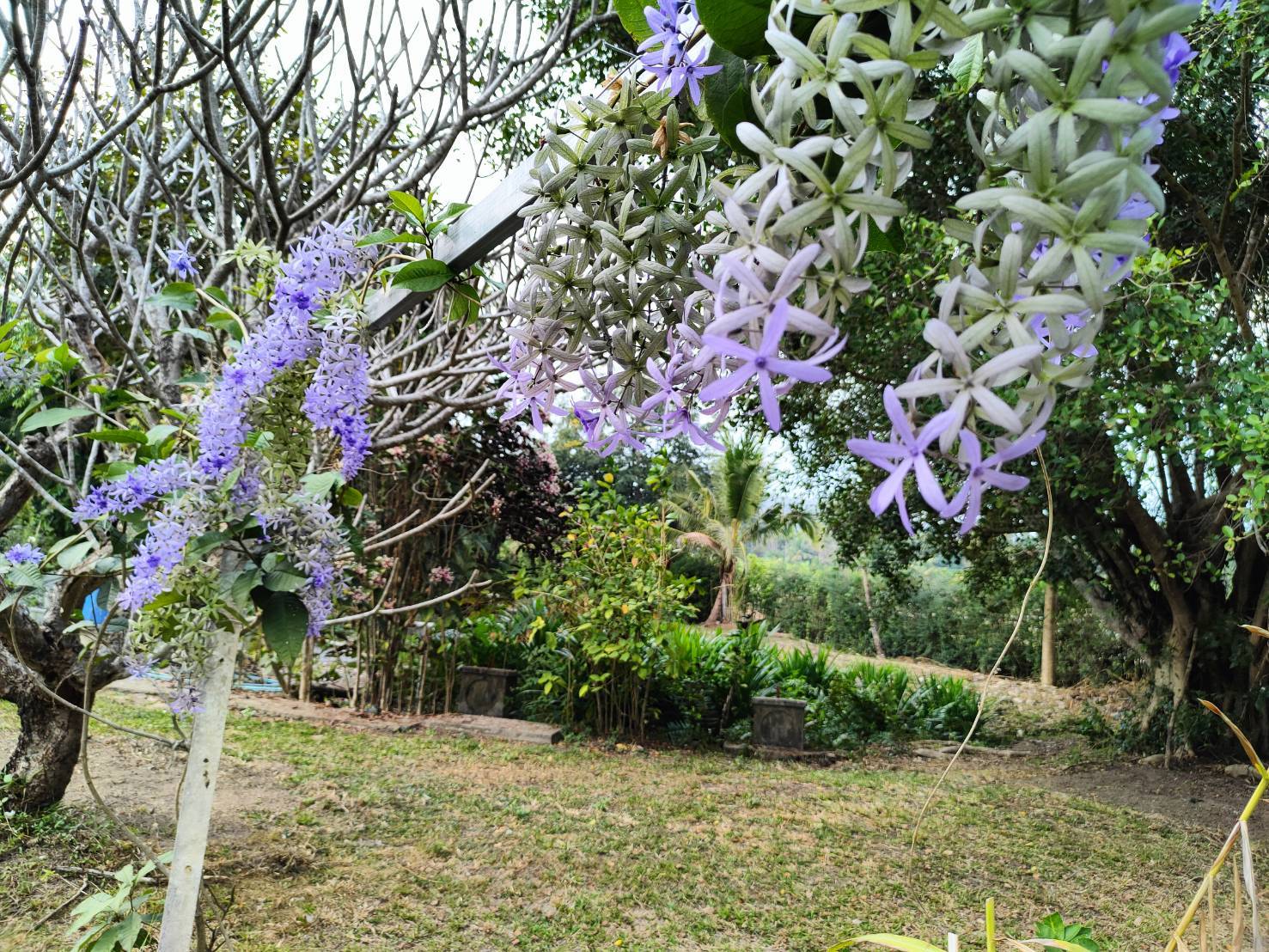 Riverside Estate for Sale in Doi Saket Chiang Mai | 4 Rai THB 9.8M photo 17