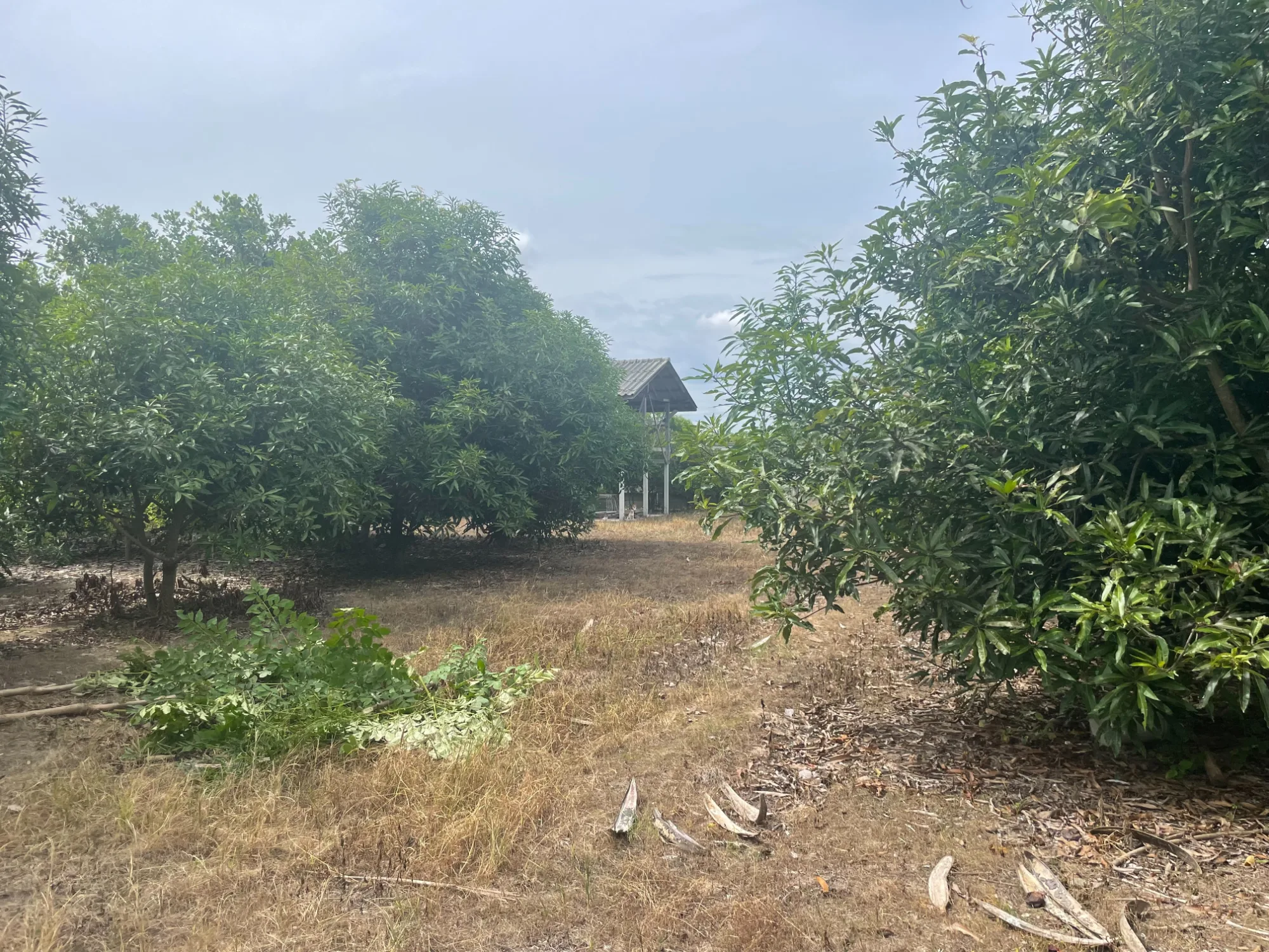 Land for Sale in Hang Dong, Chiang Mai | 1+ Rai in Nam Phrae – THB 5.12M photo 4