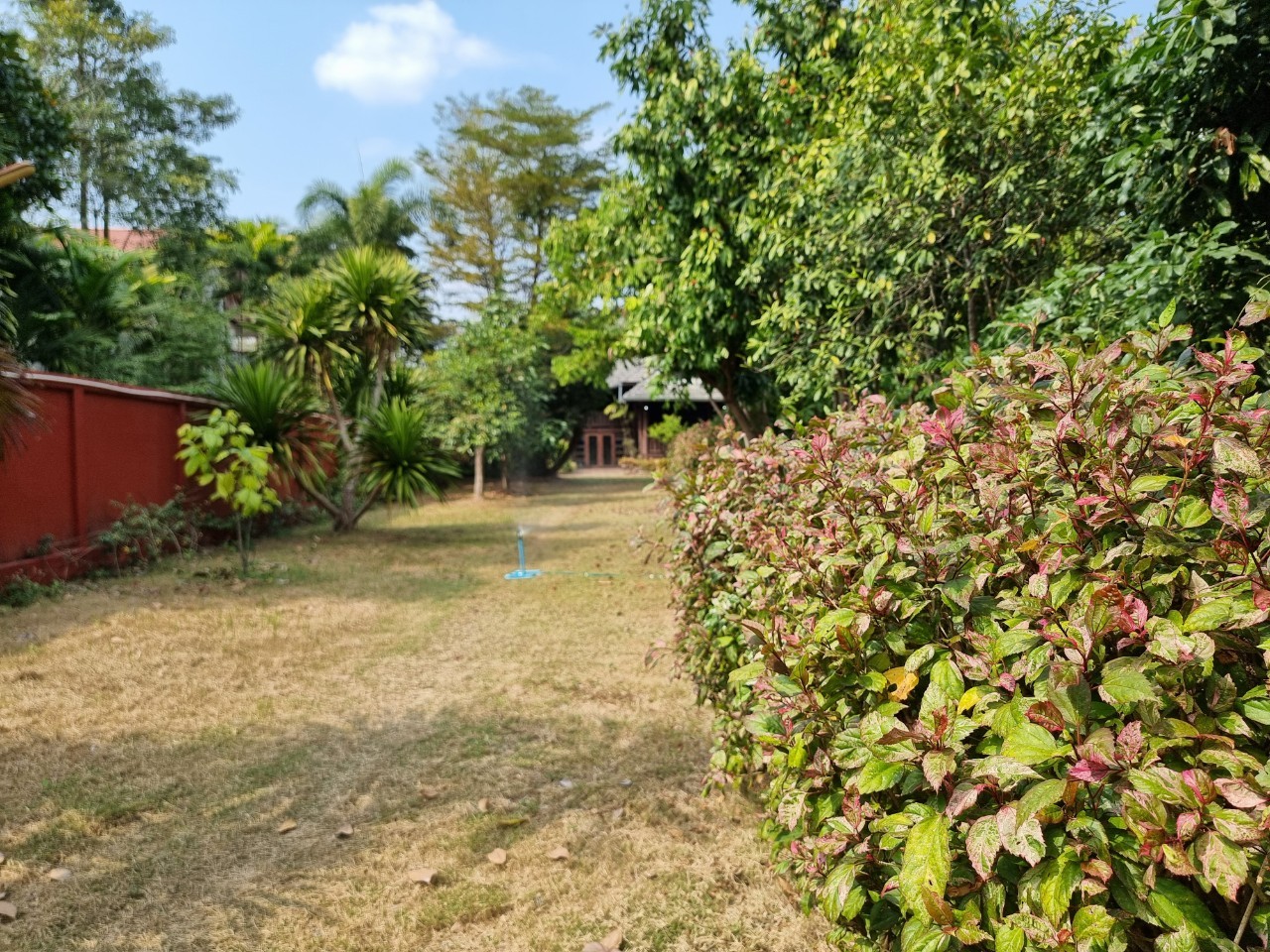 Traditional Teak House for Sale & Rent on Over 1 Rai in San Pa Tong, Chiang Mai | Pet Friendly photo 24