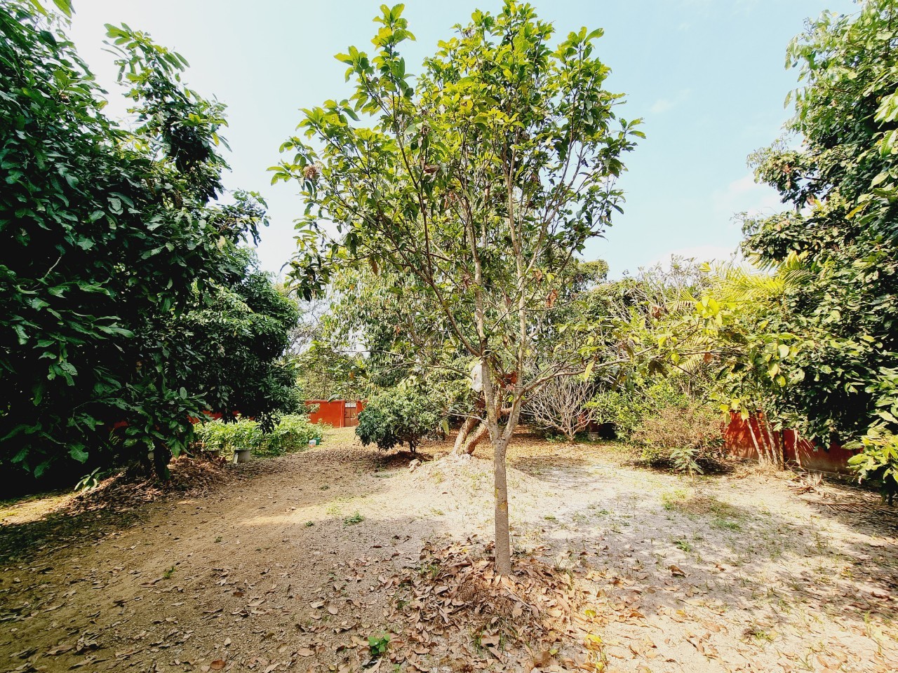 Traditional Teak House for Sale & Rent on Over 1 Rai in San Pa Tong, Chiang Mai | Pet Friendly photo 18