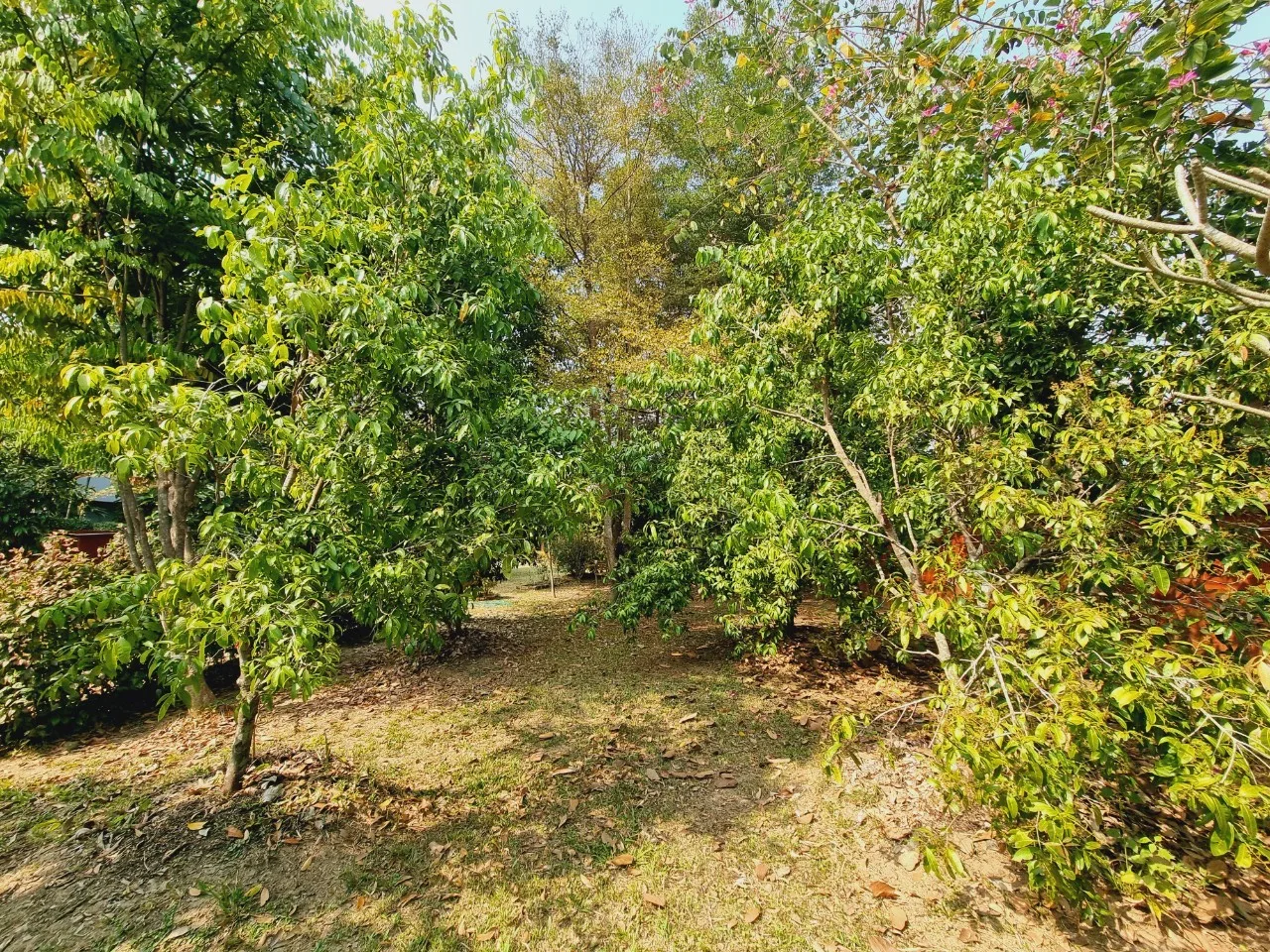 Traditional Teak House for Sale & Rent on Over 1 Rai in San Pa Tong, Chiang Mai | Pet Friendly photo 23