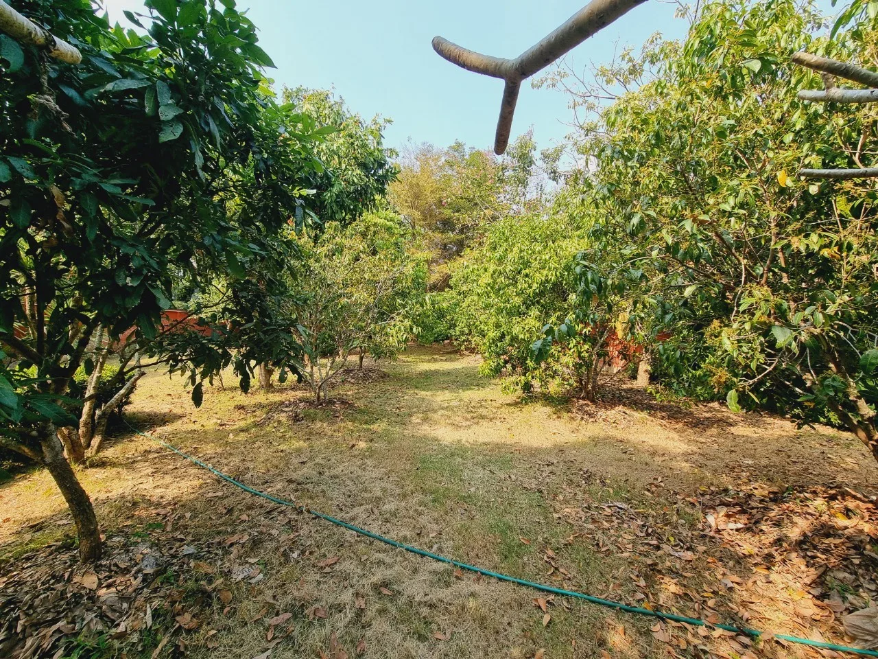 Traditional Teak House for Sale & Rent on Over 1 Rai in San Pa Tong, Chiang Mai | Pet Friendly photo 21